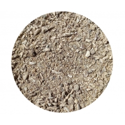 Szczeć Pospolita korzeń Cięty